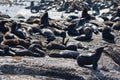 Seals in Hout Bay Cape Town Royalty Free Stock Photo