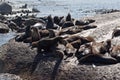 Seals in Hout Bay Cape Town Royalty Free Stock Photo