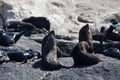 Seals in Hout Bay Cape Town Royalty Free Stock Photo