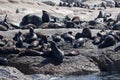 Seals in Hout Bay Cape Town Royalty Free Stock Photo