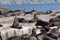 Seals in Hout Bay Cape Town Royalty Free Stock Photo