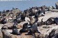 Seals in Hout Bay Cape Town