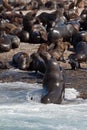 Seals in Hout Bay Cape Town Royalty Free Stock Photo