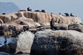 Seals in Hout Bay Cape Town Royalty Free Stock Photo