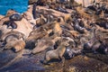 Seals on a Hout Bay seal island in Cape Town Royalty Free Stock Photo