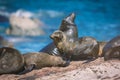 Seals on a Hout Bay seal island in Cape Town Royalty Free Stock Photo