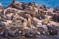 Seals on a Hout Bay seal island in Cape Town Royalty Free Stock Photo