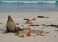 Seals Howling Crawling And Sleeping At Seal Bay Kangaroo Island SA Australia Royalty Free Stock Photo