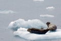 Seals on Ice