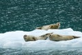 Seals on Ice Royalty Free Stock Photo
