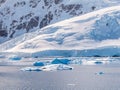 Seals on ice floe drifting in Andvord Bay near Neko Harbor, Antarctic Peninsula, Antarctica Royalty Free Stock Photo