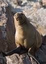 Seals on Islas Ballestas in Peru