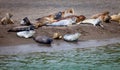 Seals of Jenner, California