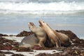 Seals at Kangaroo Island, South Australia Royalty Free Stock Photo