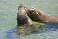 Seals kissing Royalty Free Stock Photo