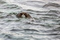 Seals Kissing in the Ocean Royalty Free Stock Photo