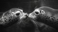 Seals kissing Royalty Free Stock Photo