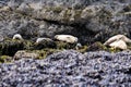 Seals laying on rocks Royalty Free Stock Photo