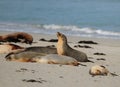 Seals Lazing Around At Seal Bay Kangaroo Island SA Australia Royalty Free Stock Photo