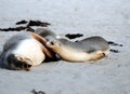 Seals Lazing Around At Seal Bay Kangaroo Island SA Australia Royalty Free Stock Photo