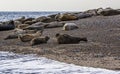 Seals line the shore at their breeding ground at Blakeney Point, Norfolk, UK Royalty Free Stock Photo