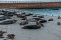 Seals are lying on beach near sea Royalty Free Stock Photo