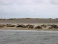 Seals lying on a golden beach Royalty Free Stock Photo