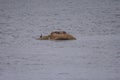 Seals in Maine