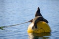 Seals in Mission Bay San Diego, California Royalty Free Stock Photo