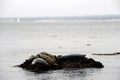 Seals in Monterey bay Royalty Free Stock Photo