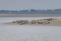 Seals in the natural reserve of the Wattenmeer in Germany in Amrum (Oomram