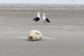 Seals in the natural reserve of the Wattenmeer in Germany in Amrum (Oomram