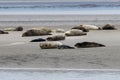 Seals in the natural reserve of the Wattenmeer in Germany in Amrum (Oomram