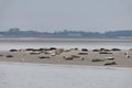 Seals in the natural reserve of the Wattenmeer in Germany in Amrum (Oomram