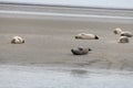 Seals in the natural reserve of the Wattenmeer in Germany in Amrum (Oomram