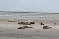 Seals in the natural reserve of the Wattenmeer in Germany in Amrum (Oomram