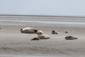 Seals in the natural reserve of the Wattenmeer in Germany in Amrum (Oomram