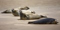 Seals near island Terschelling Netherlands Royalty Free Stock Photo