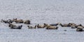 Seals at Oland\'s southern cape, Sweden
