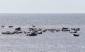 Seals at Oland\'s southern cape, Sweden