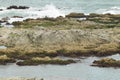 Seals On Ondulating Rocks On The Kaikoura Peninsula