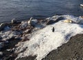 Seals and penguin on Antarctic coast. Sea creatures Royalty Free Stock Photo