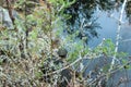 Seals plant on the trees