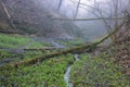 seals plant on the trees near rural path