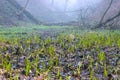 seals plant on the trees near rural path