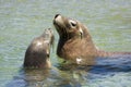 Seals playing Royalty Free Stock Photo