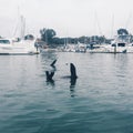 Seals playing dead in a harbor Royalty Free Stock Photo