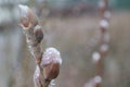 Seals of pussy-willow with drops of water Royalty Free Stock Photo