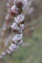 Seals of pussy-willow with drops of water