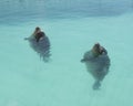 Seals in seal sanctuary pieterburen in dutch province of groningen Royalty Free Stock Photo